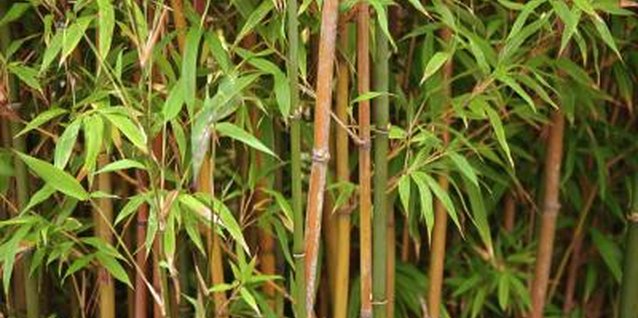 Brand X Pictures/Brand X Pictures/Getty Images Bamboo is beautiful but invasive.