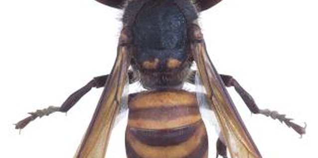 Hemera Technologies/PhotoObjects.net/Getty Images One type of ground wasp is a yellow jacket.
