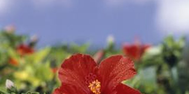 Kevin Forest/Photodisc/Getty Images Hibiscus plants benefit from periodic trimming during the growing season.