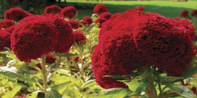 Medioimages/Photodisc/Valueline/Getty Images Amish cockscomb grows easily and is typically free of pests and disease.