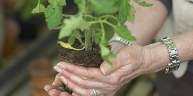 Michael Blann/Photodisc/Getty Images Insure healthy vegetable plant growth with a soilless potting mix.