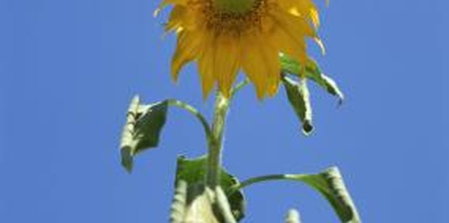 Jupiterimages/Comstock/Getty Images Signs of environmental stresses on plants can resemble those of disease.