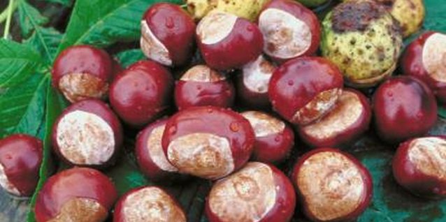 Jupiterimages/Photos.com/Getty Images Horse chestnuts are pretty but inedible.