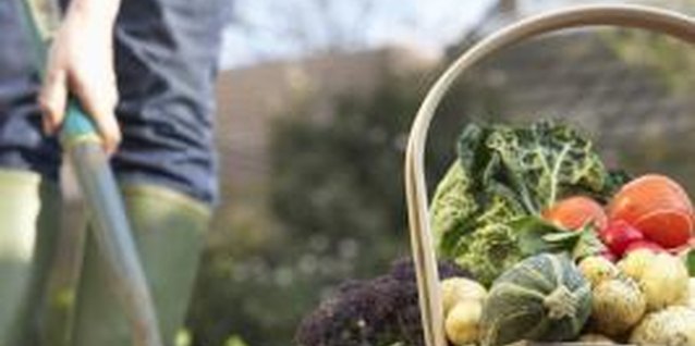 Martin Poole/Digital Vision/Getty Images Choose garden plants that match your soil pH and planting zone.