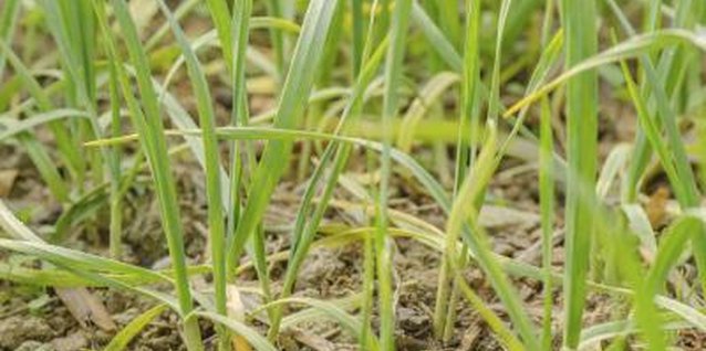 George Doyle/Stockbyte/Getty Images Each garlic bulb can grow into multiple plants.