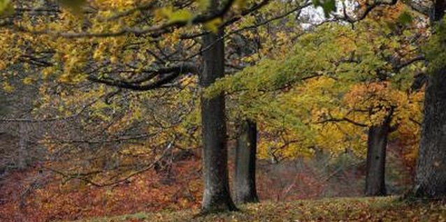 Matt Cardy/Getty Images News/Getty Images Ash trees often have brilliant autumn colors.
