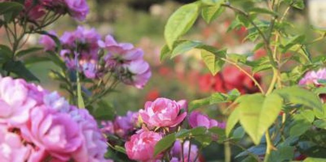 PolinaPasha/iStock/Getty Images Instead of constantly cutting back a rosebush, move it.
