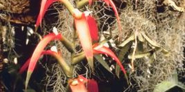 Jupiterimages/Photos.com/Getty Images In warm climates, bromeliads make striking landscape plants.
