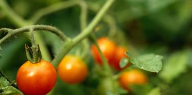 Ryan McVay/Photodisc/Getty Images When properly fertilized, tomatoes can thrive.
