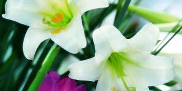 Jupiterimages/liquidlibrary/Getty Images Easter lilies must be forced to bloom at Easter time.