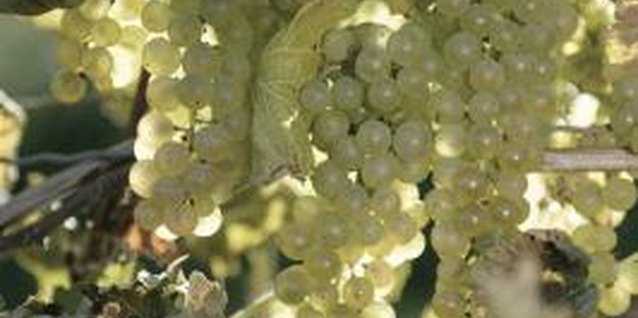 Comstock/Comstock/Getty Images Make sure the arbor is sturdy enough to support the weight of growing grape clusters.