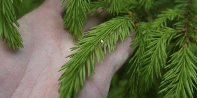 Hemera Technologies/AbleStock.com/Getty Images Needles on a transplanted spruce should stay green.