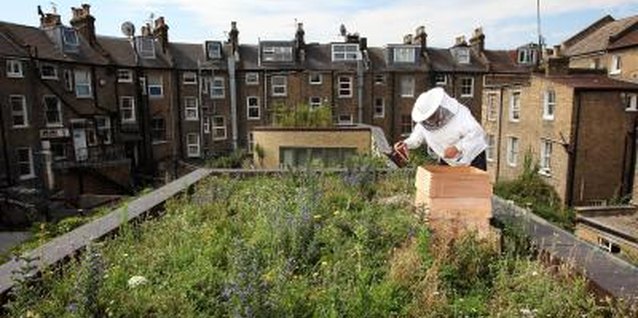 Dan Kitwood/Getty Images News/Getty Images Beekeeping reaches new heights with rooftop beehives.