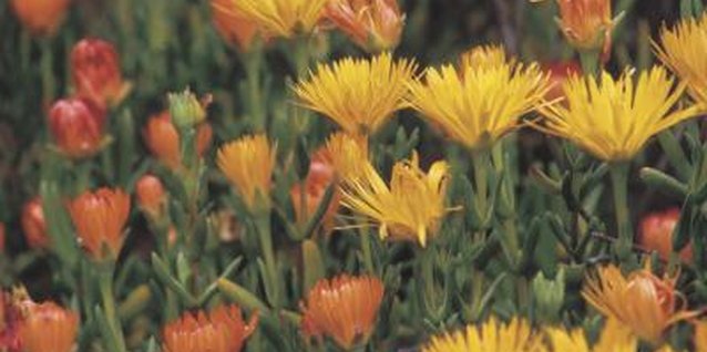 Comstock/Comstock/Getty Images Golden nugget ice plant bears yellow, daisylike flowers.