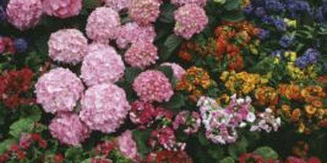 Jupiterimages/liquidlibrary/Getty Images Perennials are happier and easier to care for in a timber border.