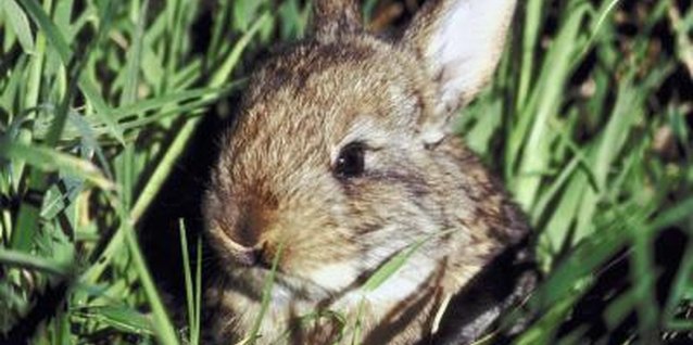 NA/AbleStock.com/Getty Images Rabbits are active year-round.