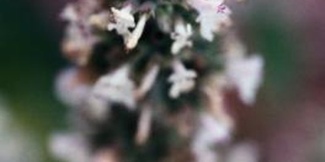 Ryan McVay/Photodisc/Getty Images Dwarf shrubs such as heather may be small, but they still light up the garden with their colorful blossoms.