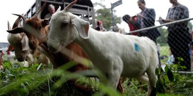 Win McNamee/Getty Images News/Getty Images Don't let poison ivy get your goat -- let your livestock eat the plants, instead.
