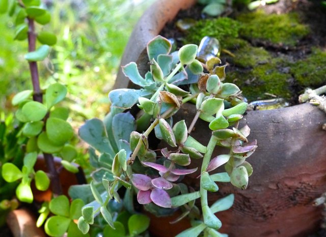 Plant Succulents