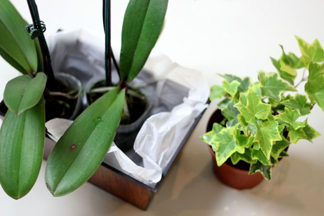 Add the plants