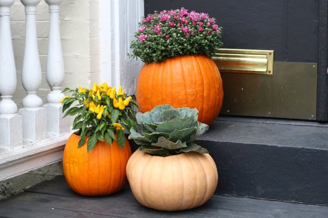 Pumpkins can be hollowed out to serve as planters.