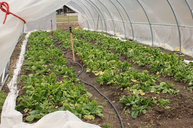 Poly tunnel greenhouse with row covers