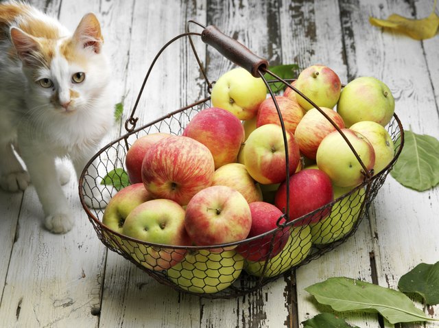 Plain fruit in small quantities are safer choices than the pies.