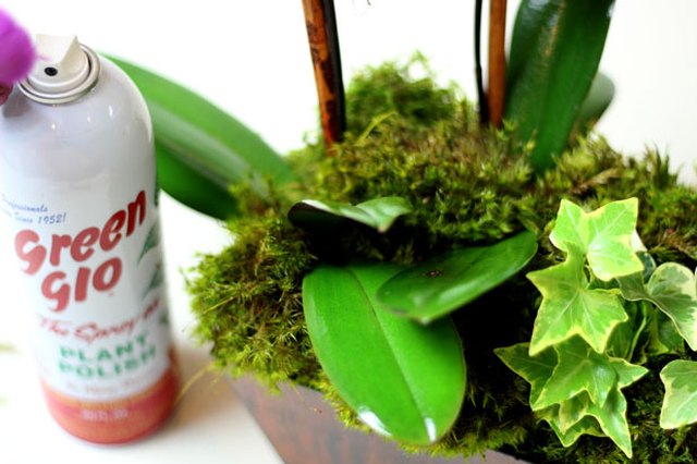 Spray the leaves with polish