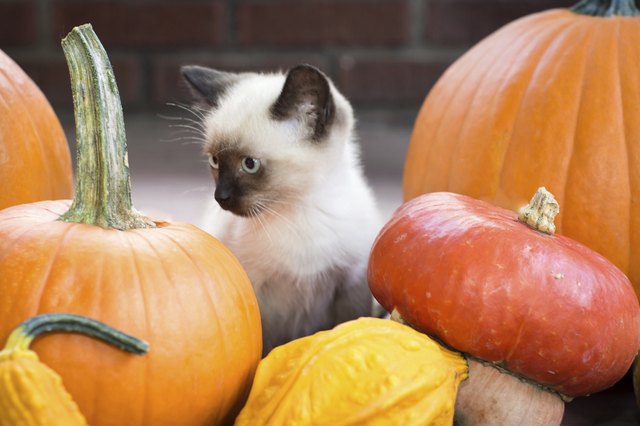 Plain pumpkin puree is loaded with nutritious benefits.