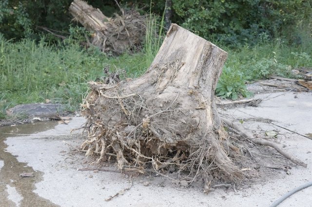 Stump rescued from a brush pile.
