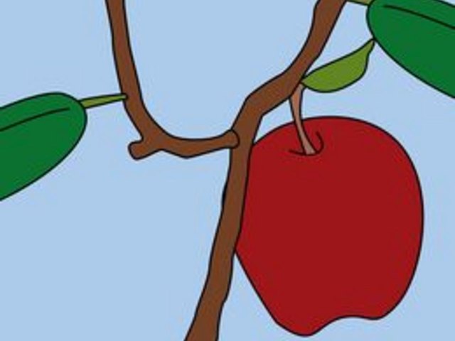 How to Grow Apple Seeds How to Grow Apple Seeds