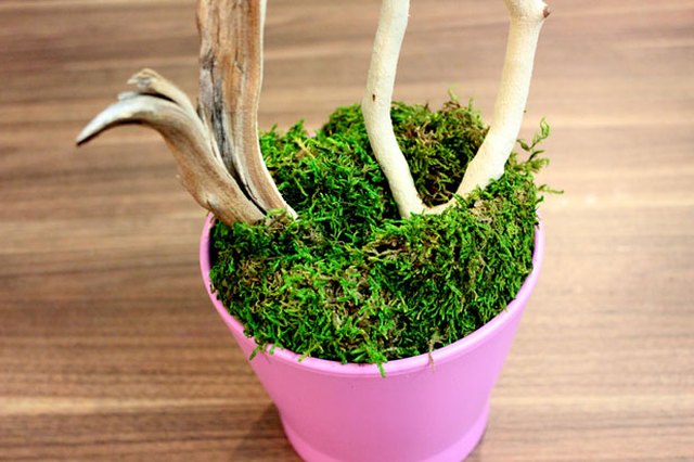 Cover floral foam with moss