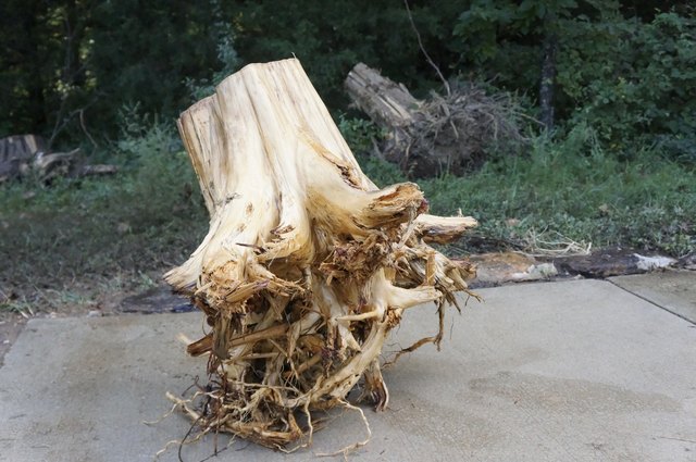 Stump clean and ready to cut.