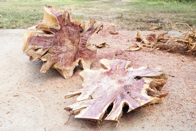 Cut the root end, revealing the table foot.