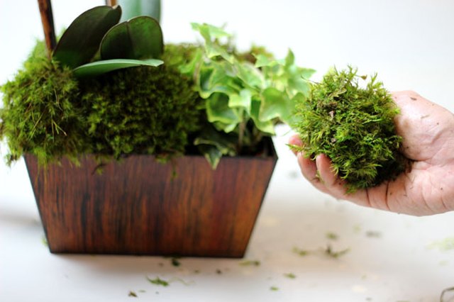 Stuff moss in the container