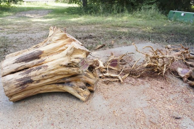 Remove roots obstructing your view of the cut.