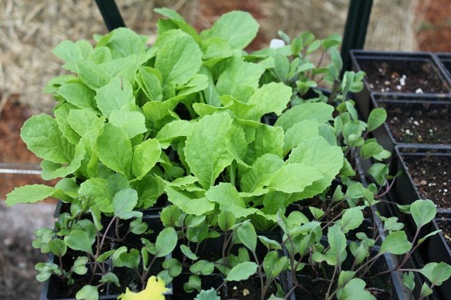 Cabbage seedlings in a greenhouse.