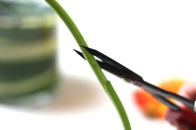 Cut the stems at an angle