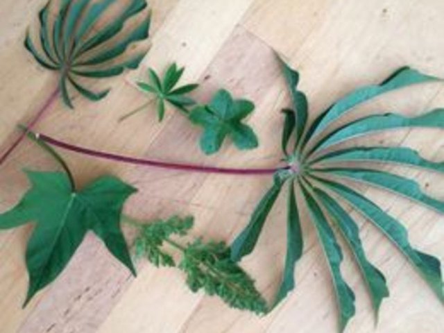 Gather leaves.