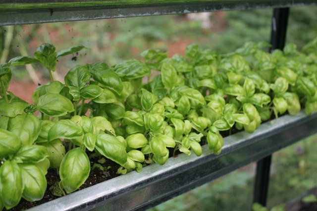 Growing basil in gutters.