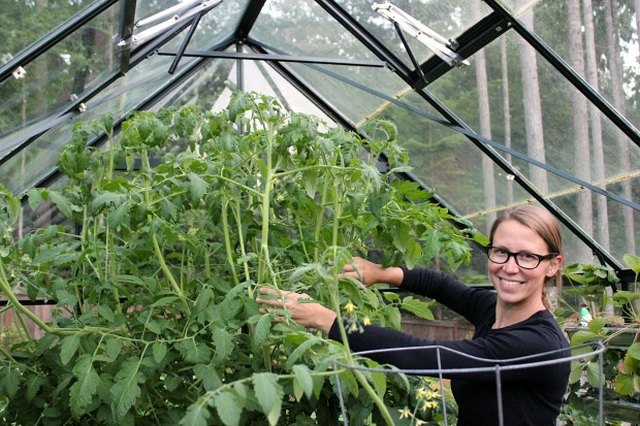 Growing tomatoes in a greenhouse.