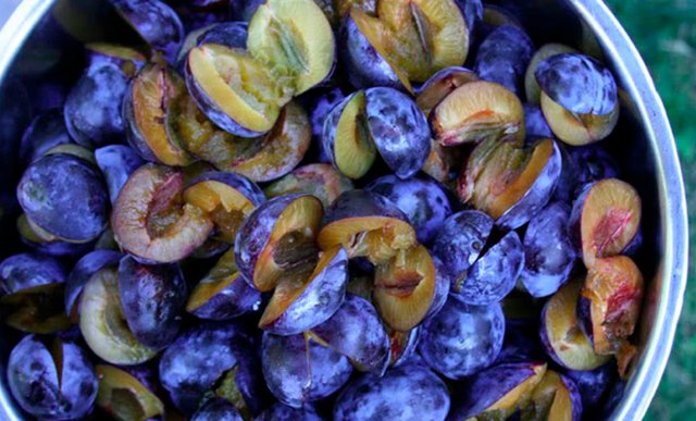 Plums are easy to pick and preserve.