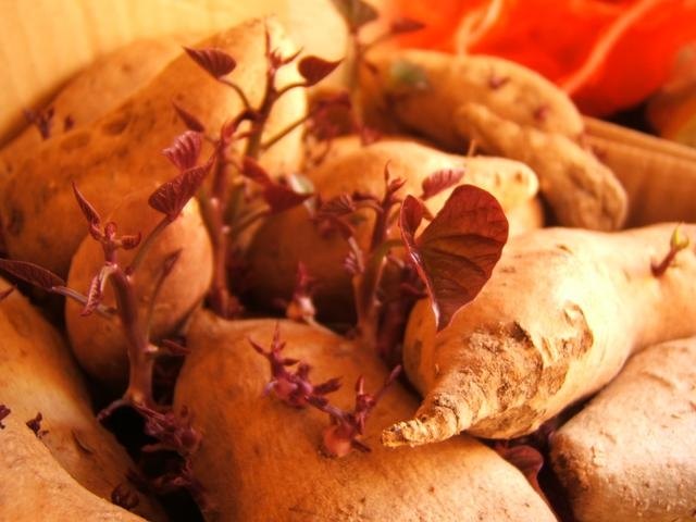 Grow a Sweet Potato Vine