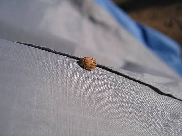 Ripstop nylon with a tiny beetle