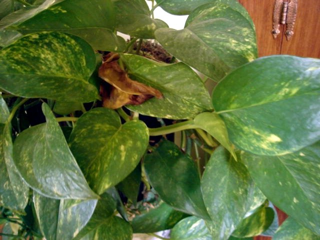 indoor gardenia brown leaves why do indoor plant leaves turn brown ehow indoor gardenia brown leaves why do indoor plant leaves turn brown ehow