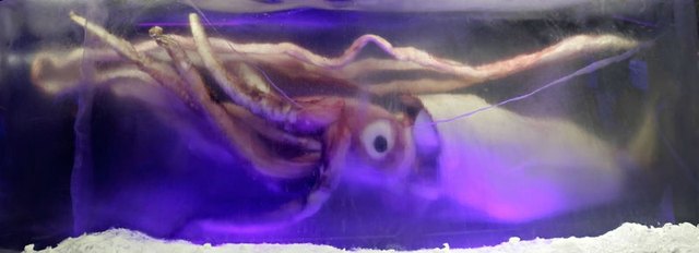 http://en.wikipedia.org/wiki/File:Giant_squid_melb_aquarium03.jpg