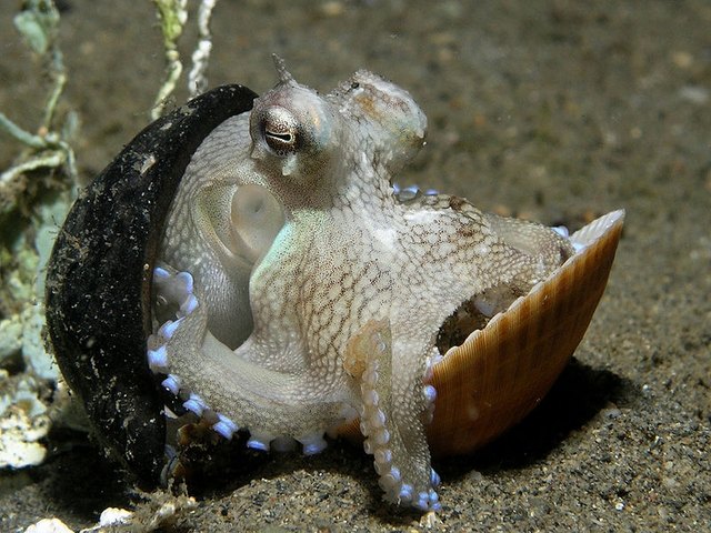 http://en.wikipedia.org/wiki/File:Octopus_shell.jpg
