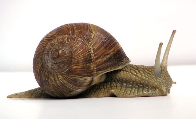 http://en.wikipedia.org/wiki/File:Grapevinesnail_01.jpg