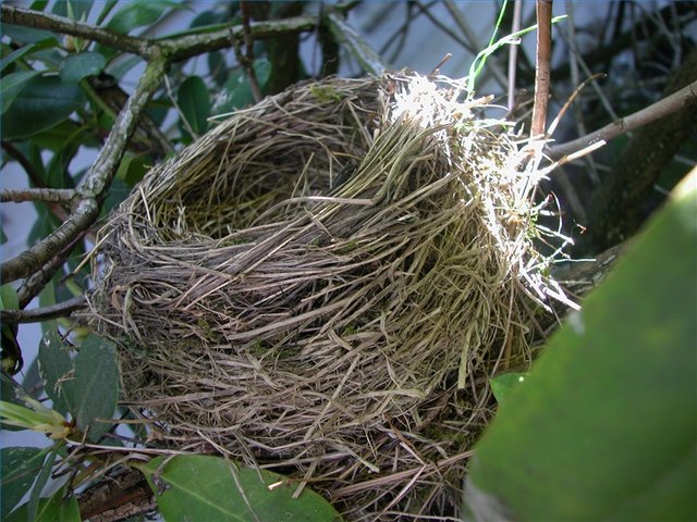 A robin nest is finished and ready for eggs. kittenpuff1: Creativecommons.org