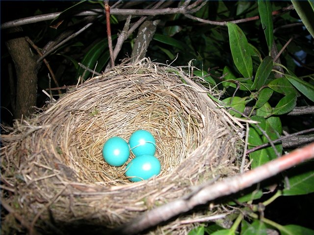 A clutch of robin eggs will hatch in 12 to 16 days. kittenpuff1: Creativecommons.org